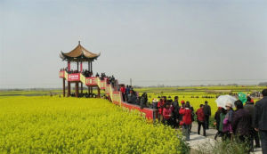 參觀中國沙洋油菜博物館的人流