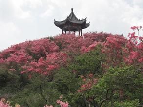 大別山映山紅生態文化大觀園