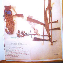 素叻豬籠草的模式標本，同時也是最早採集到的標本（Kerr 13136）