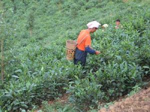 茶葉種植