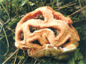 紅籠頭菌