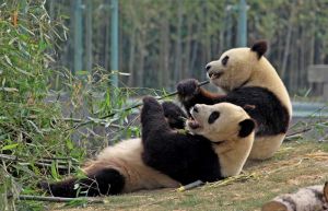 寧波雅戈爾動物園