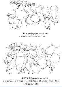 克氏尖頭戎