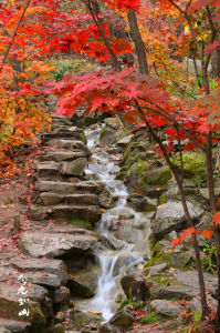 九如山紅楓節