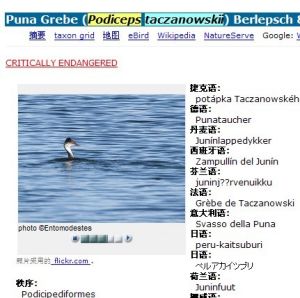 Puna Grebe (Podiceps taczanowskii) Berlepsch & Stolzmann, 1894