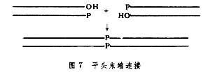 核酸的人工合成