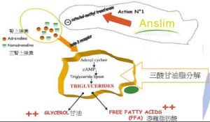 anslim植提纖