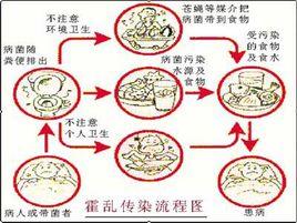 霍亂腸毒素