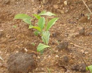 （圖）新植茶葉 