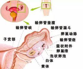 無排卵症