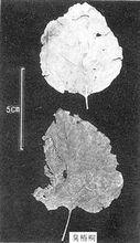 臭梧桐葉性狀鑑別