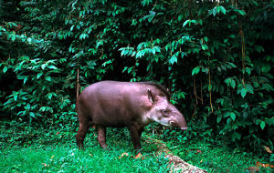 亞馬遜河動物