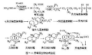 赤黴素