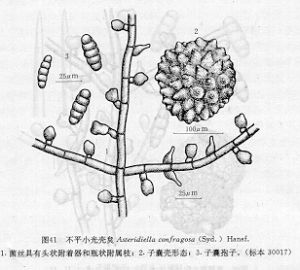 不平小光殼炱