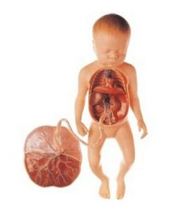 胎兒血液循環
