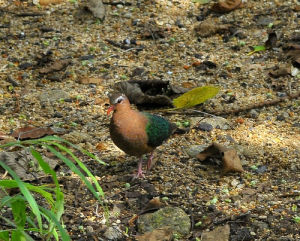 （圖）綠翅金鳩