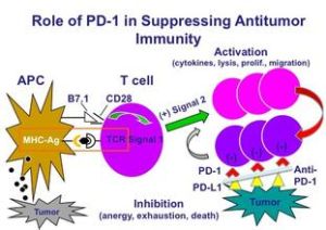 PD-1