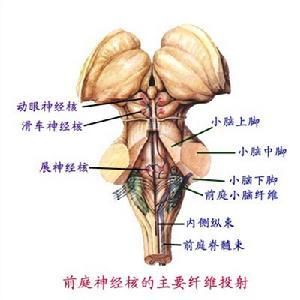 前庭神經炎