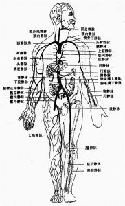 靜脈[漢語辭彙]