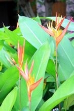 Strelitzia reginae