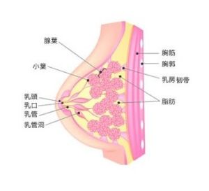 侵潤性乳腺癌