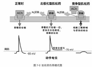 骨骼肌鬆弛藥