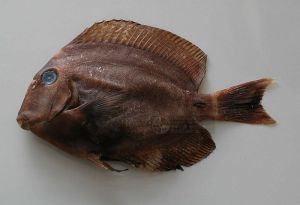 頭斑刺尾鯛