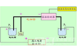 毛細管電泳