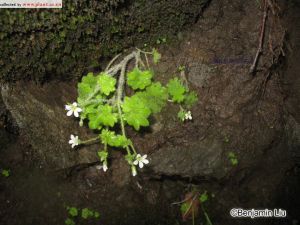 球莖虎耳草