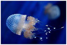 澳洲斑點水母