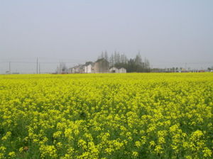 奉賢油菜花