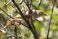 White-tufted Honeyeater (Lichmera squamata) (Salvadori, 1878)