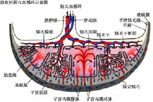 胎盤的過早分離