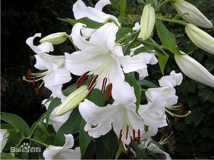 香水百合(Lilium casa blanca)