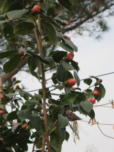 大果紅花油茶