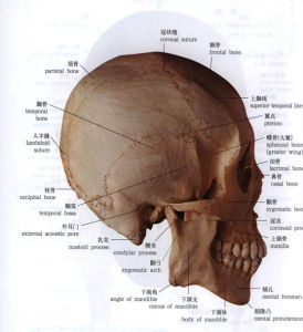 顱(外側面觀圖)