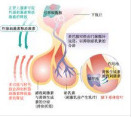 促性腺激素