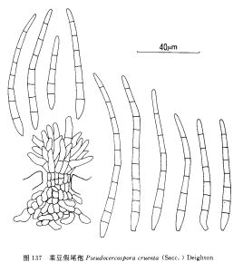 菜豆假尾孢