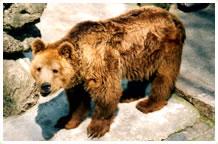 西北棕熊