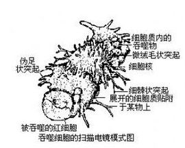 單核吞噬細胞