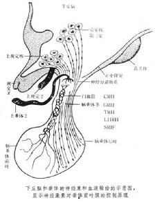 下丘腦激素