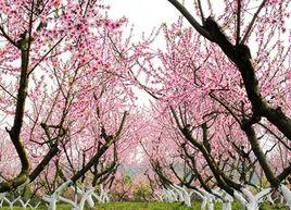 桃花山自然風景區