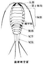 海蟑螂背面