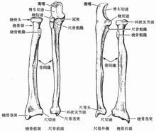 橈骨和尺骨