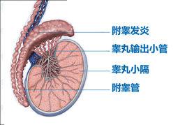 陰囊墜脹痛