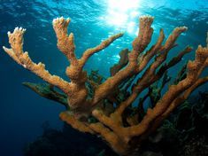 浪花鹿角珊瑚