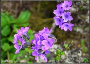 紫花雪山報春