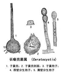 喙殼綱