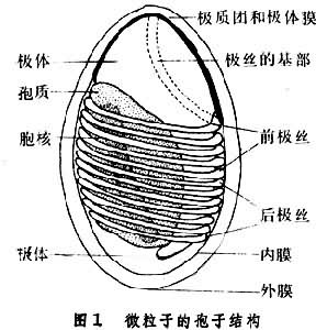 微粒子屬