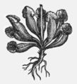 （圖）已知最古老的一幅紫瓶子草插圖，1601年